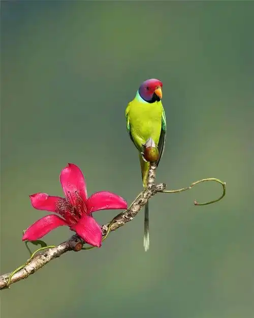 春来到,谁在花枝俏?