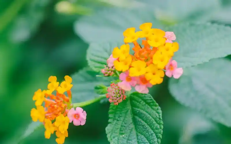 绿色清新护眼植物图片电脑壁纸高清大图预览1920x1200_植物壁纸下载