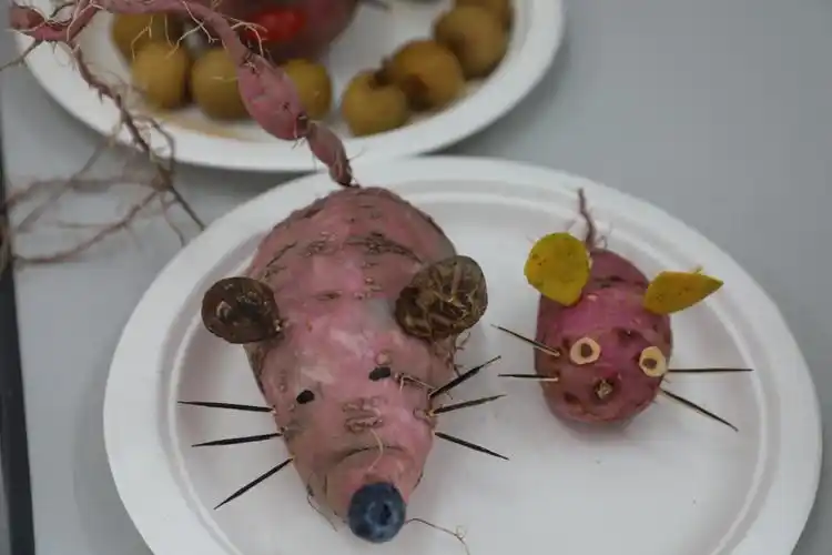 据悉,该校南枫暖心农场自去年开辟以来已举办了土豆收获节,蔬菜义卖会