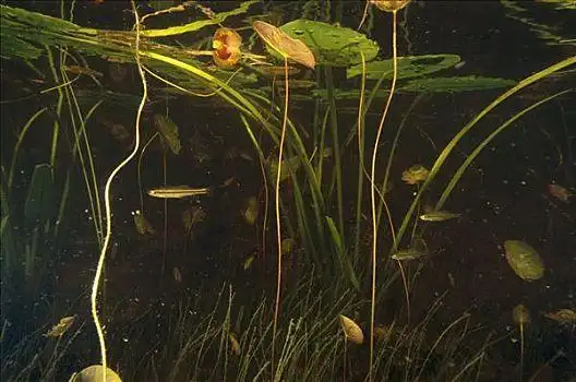 淡水鱼,水塘,游动,茎,芳香,荷花,睡莲属植物,新斯科舍省,加拿大