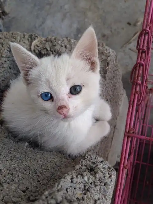 p 天呐 好萌 就像波斯猫的眼睛装进了家猫的身体- - 小土猫一个