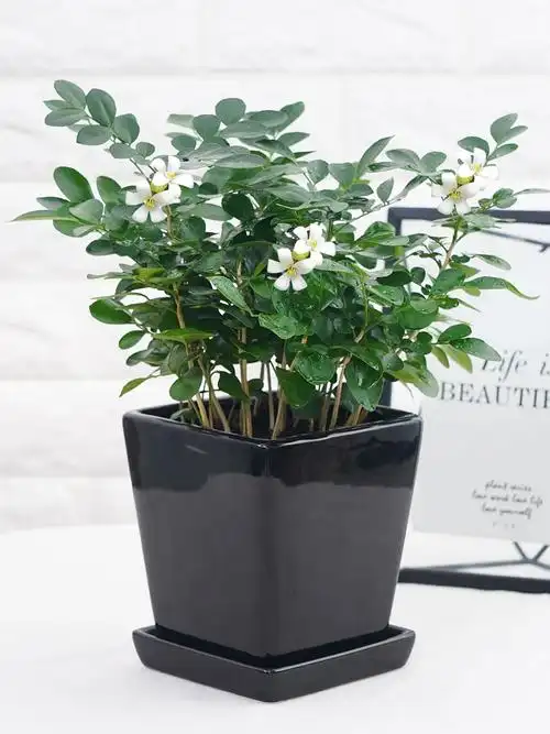 九里香盆栽植物室内桌面开花水生盆栽净化空气四季常青浓北京发货