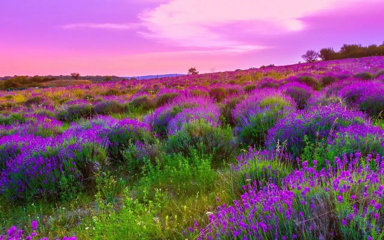 梦幻唯美自然风光图片高清壁纸-风景壁纸-手机壁纸下载-美桌网