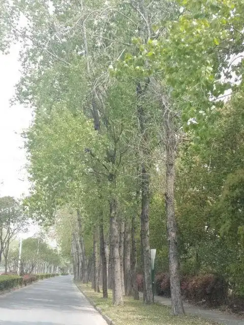 九旬城建专家讲述扬州行道树变迁