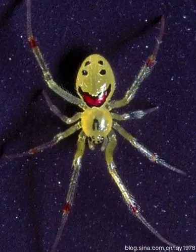 大自然八种最诡异的微笑蜘蛛