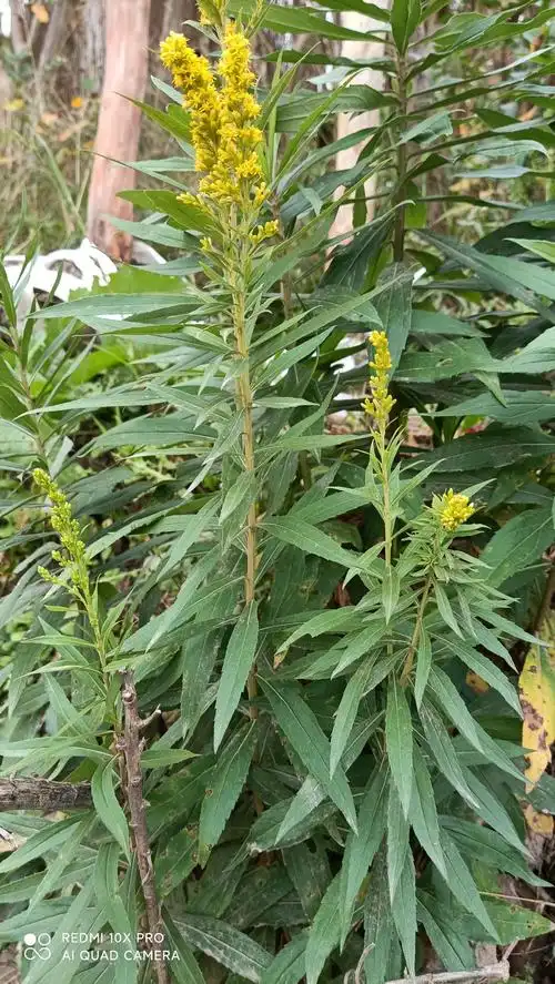 加拿大一枝黄花