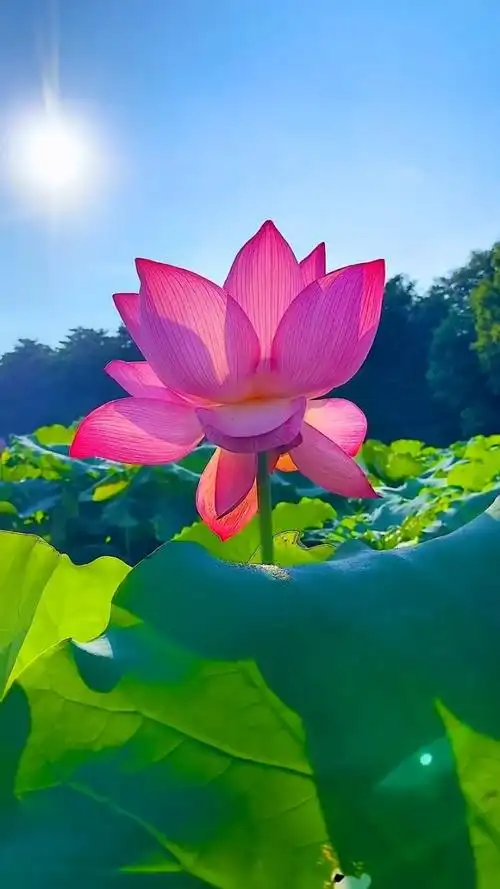 听一曲莲语禅心,守一方心灵净土.