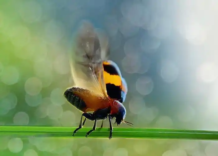 幸运拍到小瓢虫展翅欲飞的样子