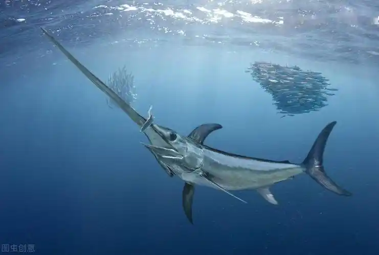 时速130公里的剑鱼能刺穿50公分的船板如今却成陪葬品