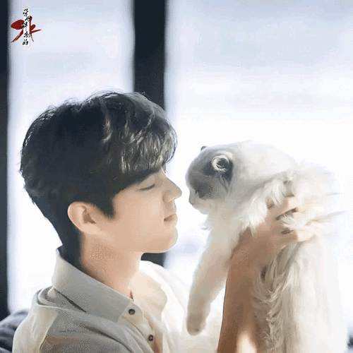 盘点那些年肖战与猫的温柔点滴(8)