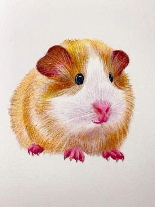 彩铅教零基础画超可爱的小仓鼠