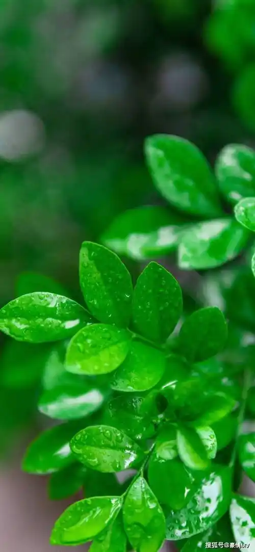 护眼绿色植物手机壁纸_高清绿色叶子锁屏壁纸_图片_荷叶_爬山虎
