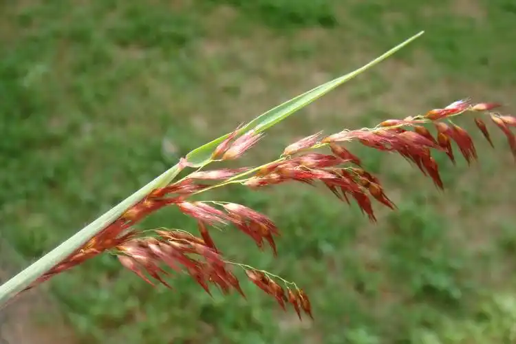 花言草语红毛草路边的美丽