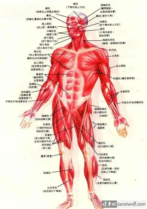 人有多少块肌肉,人体的肌肉有多少块解答