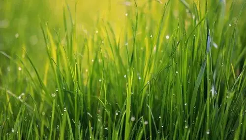 新年都未有芳华 "网络平台"见草芽