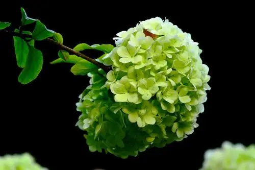 春花欣赏绿绣球花