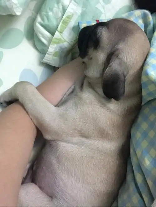 老公不在家的日子都是狗狗陪我睡的