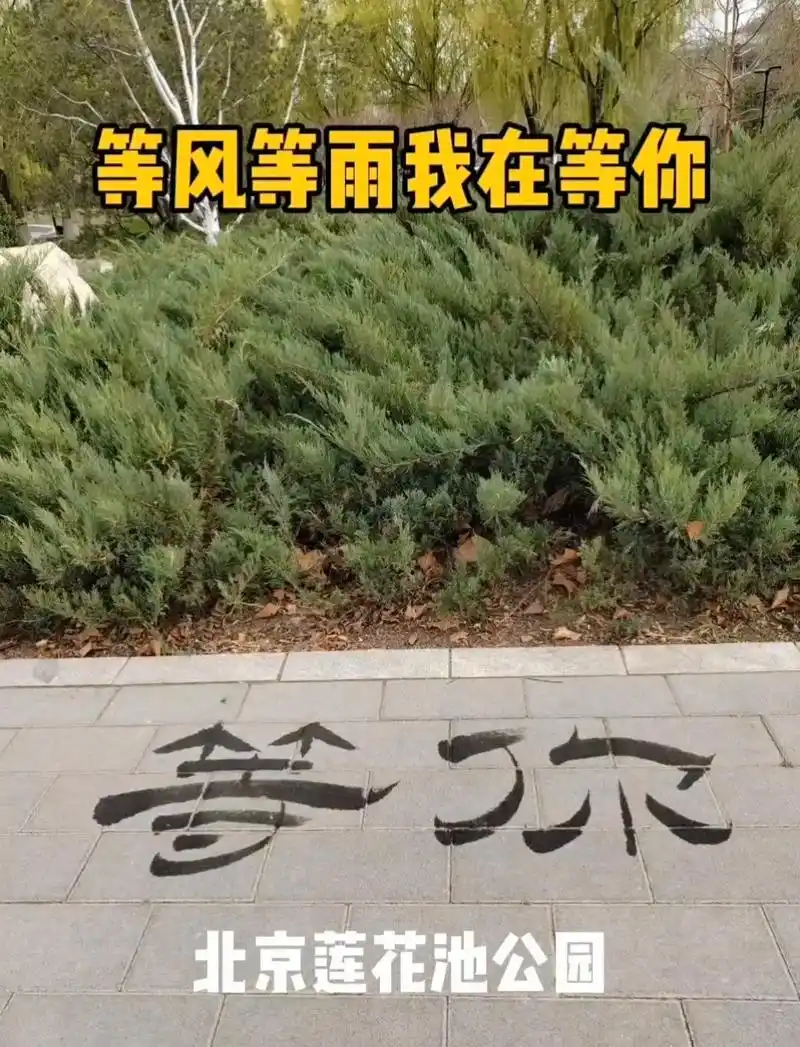 等风等雨我在等你