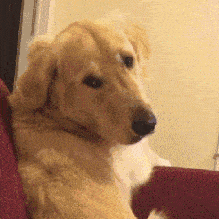 聪明?你可能对金毛有一点误解.