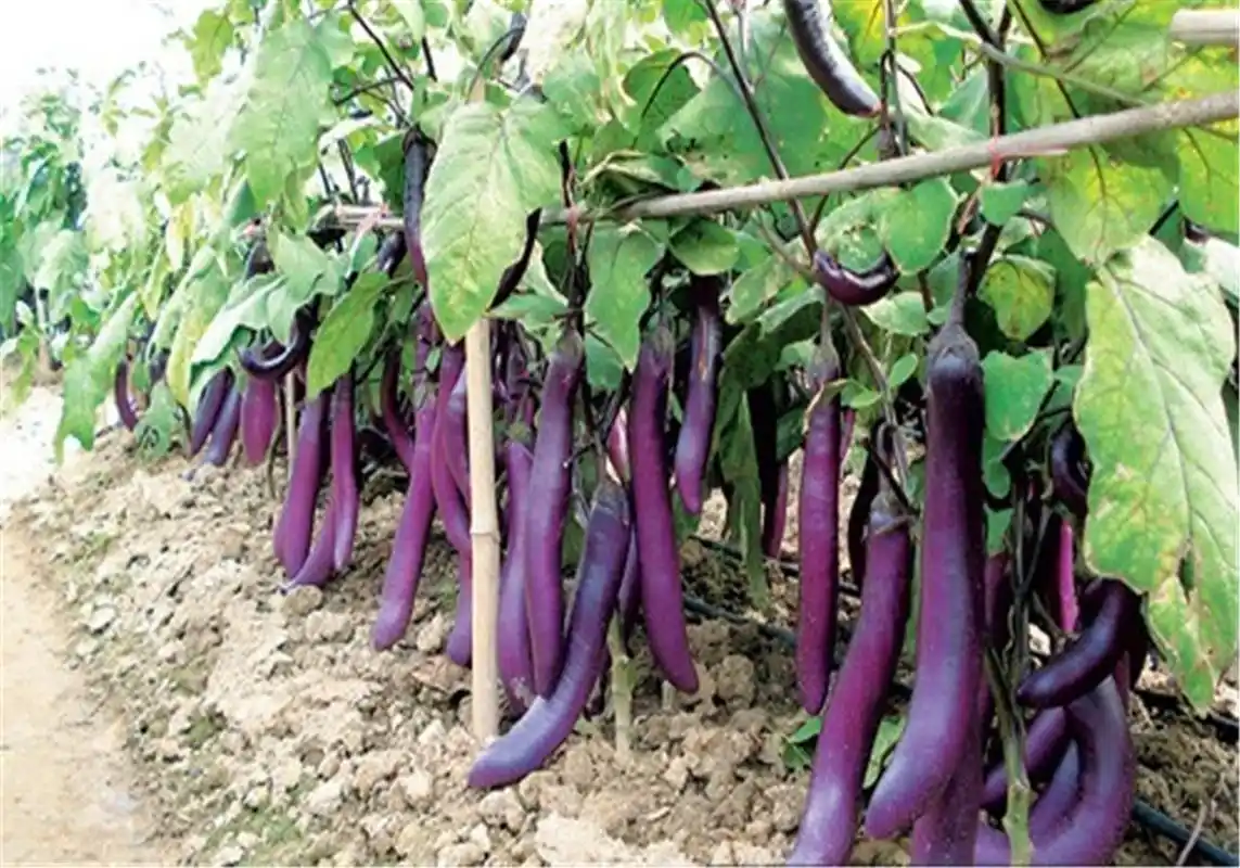 茄子 种植 - 2020年最新商品信息聚合专区 - 百度爱采购