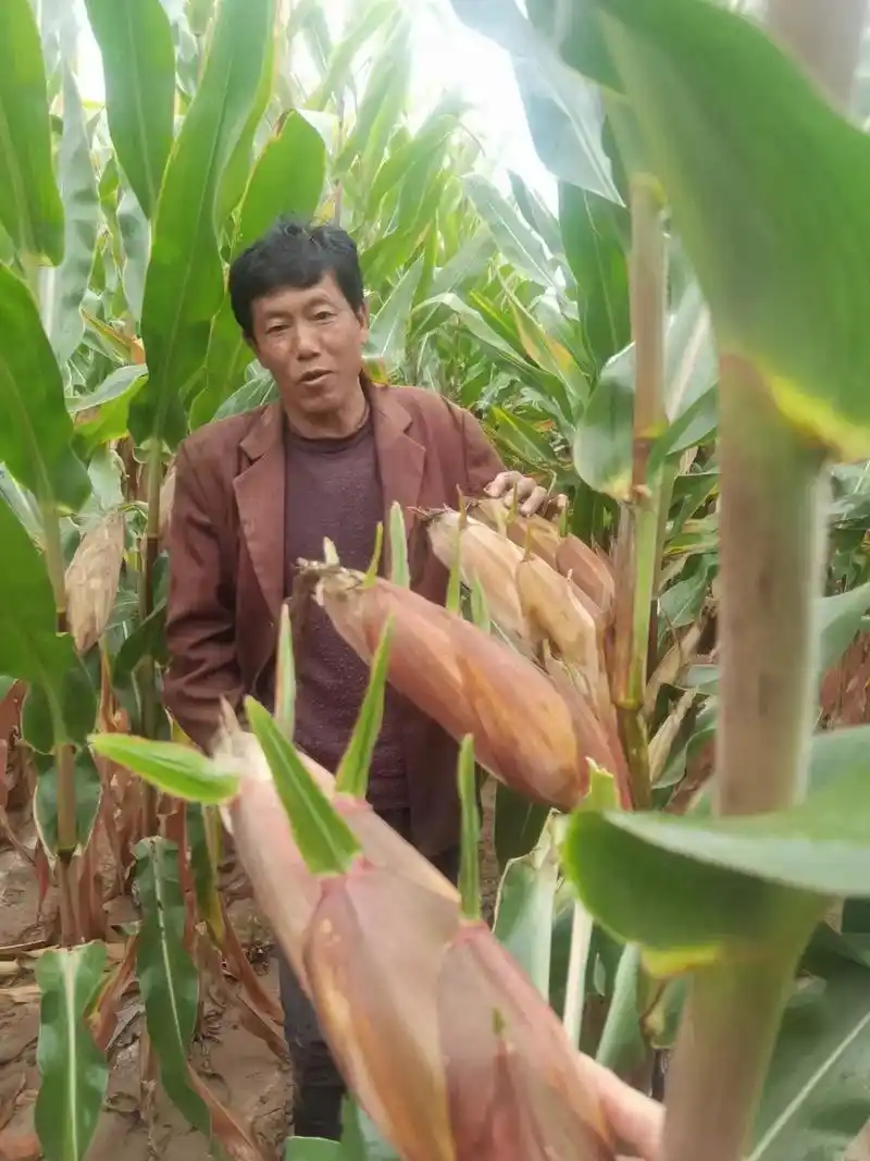 紫杆,紫叶,紫棒,大棒型产量将别高,现接受预订,种子不多,1 - 抖音