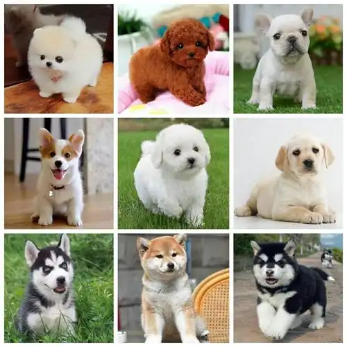 金毛哈士奇阿拉斯加萨姆耶博美法斗拉布拉多比熊幼犬活体宠物狗狗