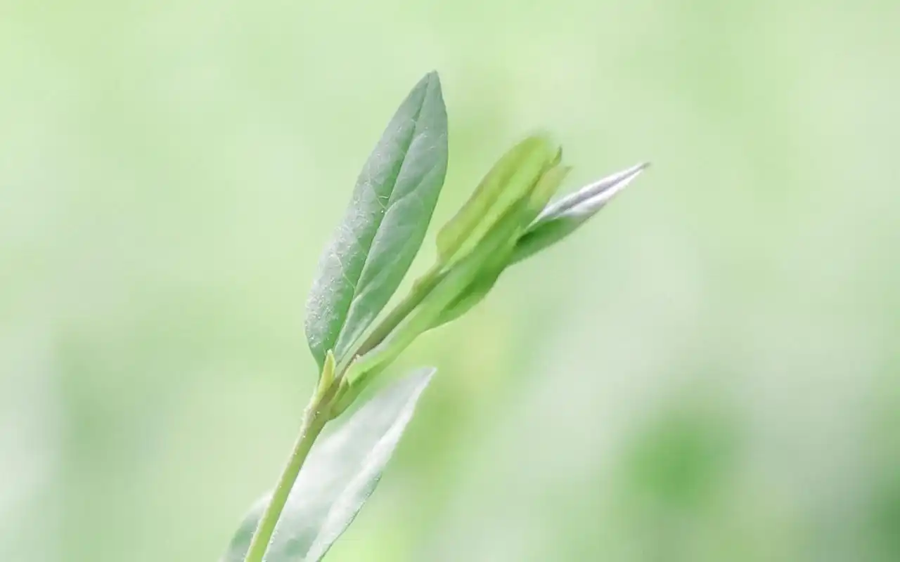 夏日清新护眼图片