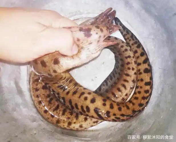 漂亮的花海鳗,加上豆豉和蒜子蒸一碟,鲜香滑嫩,连汁也吃干抹净