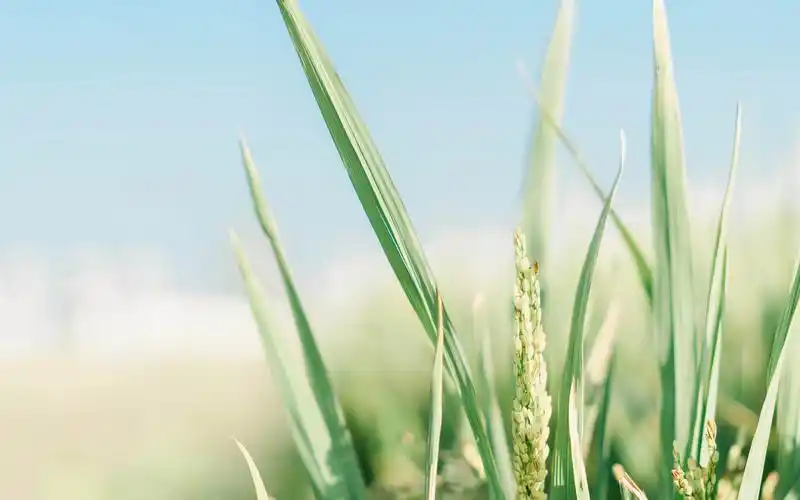 小清新绿色护眼花卉植物图片桌面壁纸