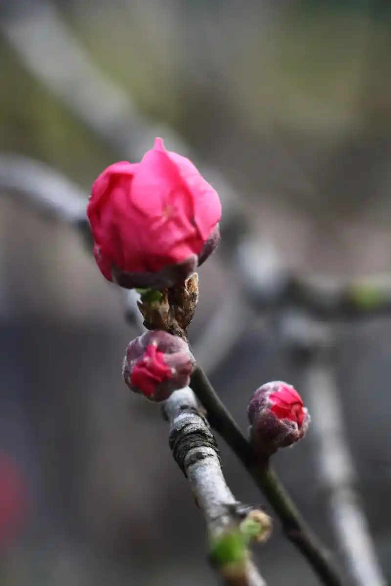 春天里,那片含苞待放的红色