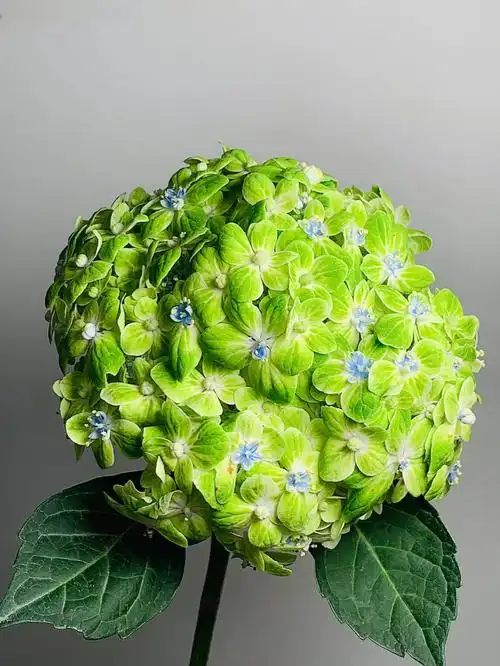 无限回购的国绿#点缀生活的鲜花  #鲜花分享  #网购鲜花  #绣球