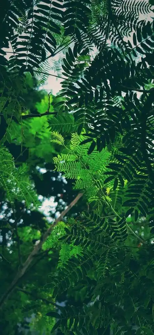 一直用了很久舍不得换的壁纸