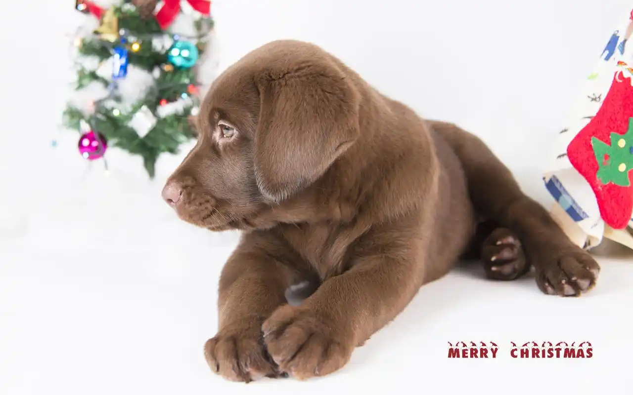 棕色拉布拉多圣诞图片电脑桌面壁纸