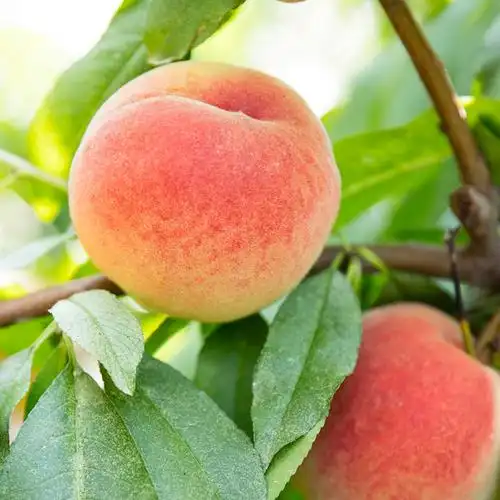 桃子水果新鲜大白桃现货当季 江苏桃子白桃新鲜特大毛桃9枚4.5斤