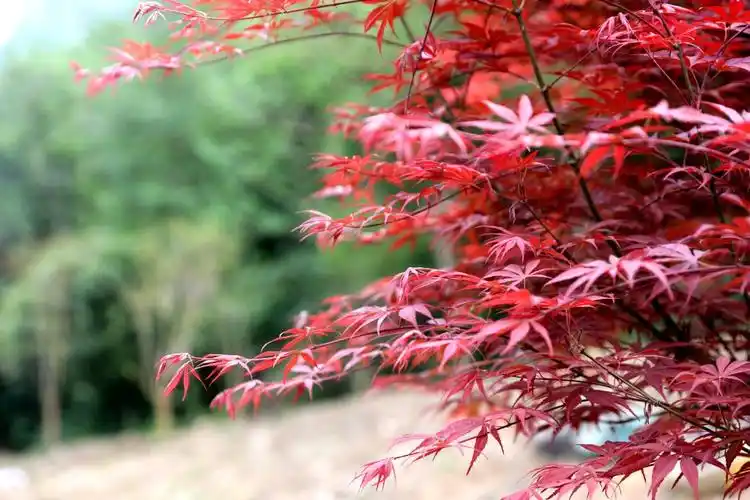 下坪留驾四月枫叶红胜火