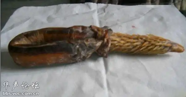 实拍罕见珍贵的虎鞭真实图片 研究人员最感兴趣的包括雄性动物的阴茎