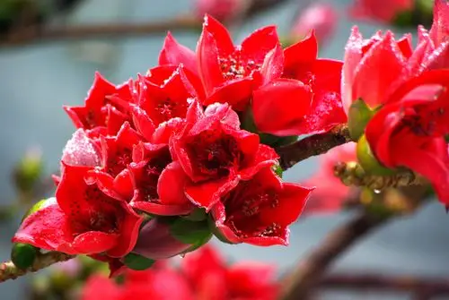 木棉花开,还好你在