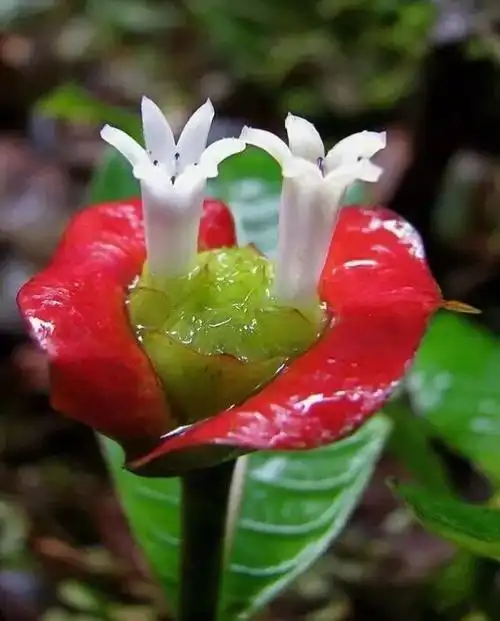 罕见的稀世奇花