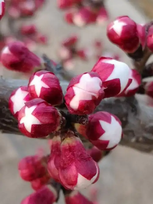 小小庄园杏花红,冬去春来杏花开,春意浓浓人增福!