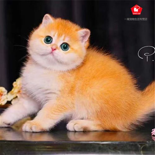 garcia金银渐层幼猫纯种英短蓝紫金小奶猫长毛矮脚英国短毛猫咪宠物