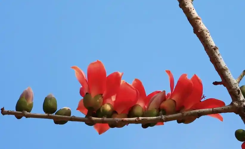 优美迷人的木棉花高清原图查看