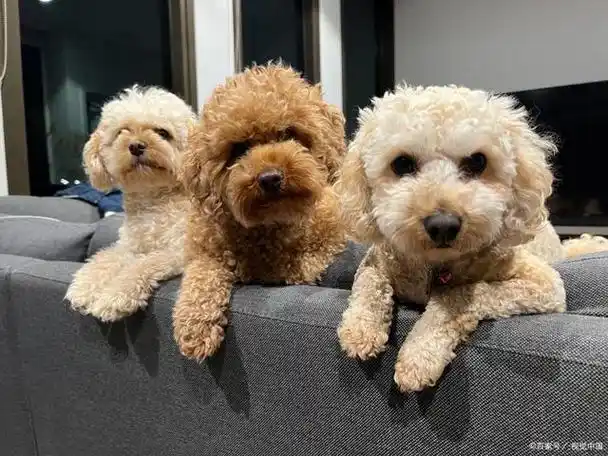 泰迪犬的秘密:揭开泰迪犬一般长到多少斤的谜团~