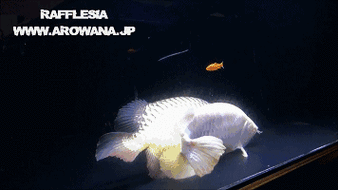 356_200gif 动态图 动图