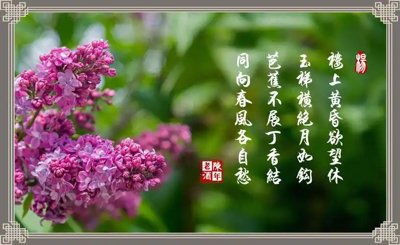 经典回放:《丁香花》