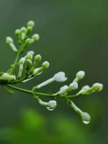 随笔:雨中的丁香