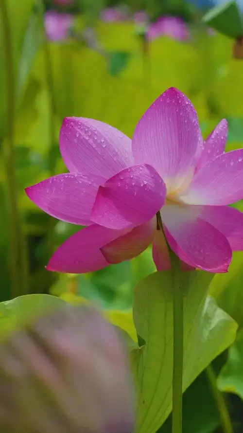 企业商用,盛开的荷花绿色的荷叶竖版,图片素材