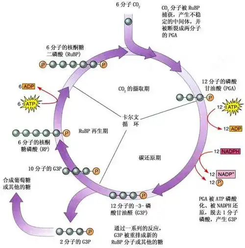 生物问题 如何解释这张图
