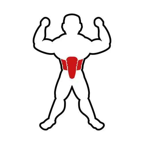 人体腹部肌肉矢量设计