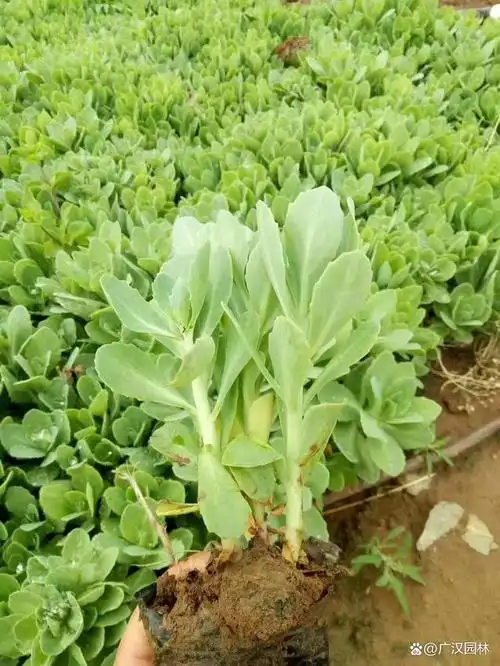 八宝景天是多年生还是一年生