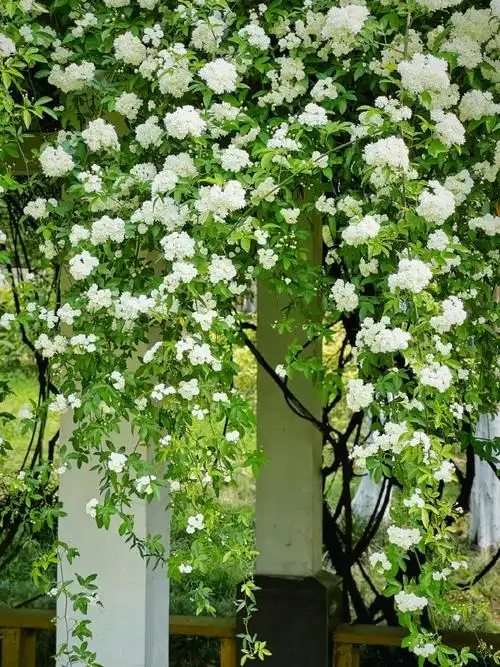 七里香很有夏天的感觉##带着微博去旅行##春游季